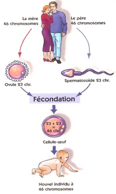 La formation d'un nouvel individu par la fécondation.